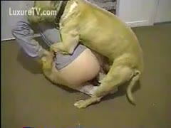 In the wazoo, a cute bulldog mounts and thrashes his moaning owner.